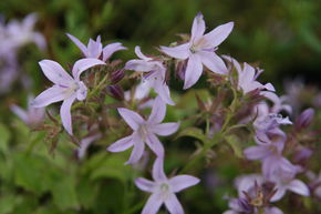 Campanule de rocaille 'Lisduggan'