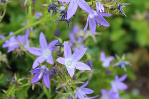 Campanule de rocaille 'Stella'