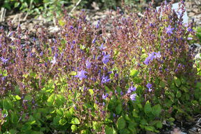 Campanule de rocaille 'Trollkind'