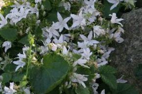 Campanule de rocaille 'Wei�ranke'