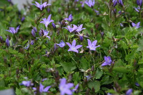 Campanule des murets