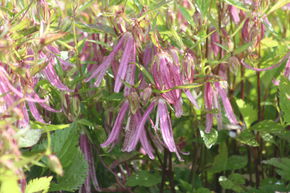 Campanule 'Pink Octopus'