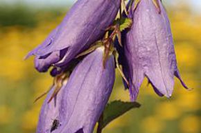 Campanule 'Sarastro'