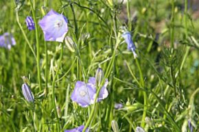Campanule � feuilles rondes'Olympica'