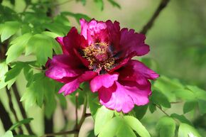 Pivoine arbustive 'Cang Zhi Hong'