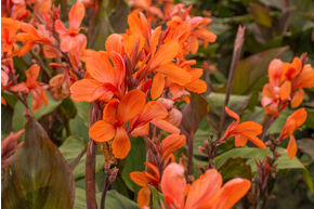 Canna 'Ingeborg' : compact et lumineux