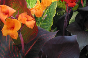 Canna, Balisier hybride, Canna de jardin
