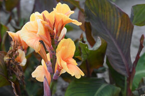 Canna 'Apricot Dream', Balisier hybride, Canna de jardin