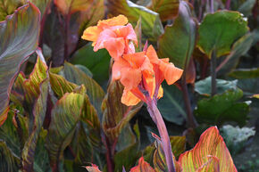 Canna 'Durban' Balisier hybride, Canna de jardin 