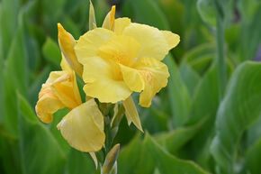Canna  'Richard Wallace', Balisier hybride, Canna de jardin 
