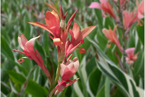 Canna 'Stuttgart', Balisier hybride, Canna de jardin 
