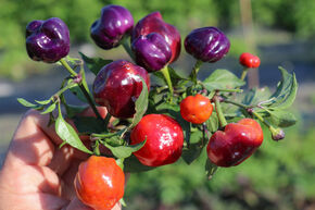 Piment OpenSky� 'Happy Pumpkin'