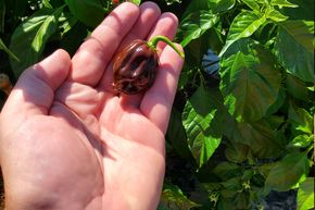 Piment 'Chocolate Scotch Bonnet'