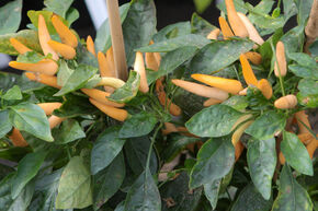 OpenSky� Chili 'Flying Salmon'