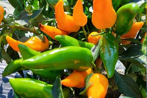 Piment 'Friesdorfer Selektion'