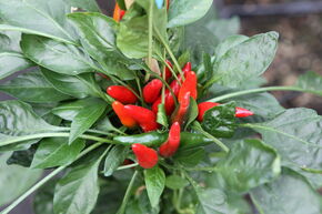 Piment OpenSky� 'Chilitto Rojo'
