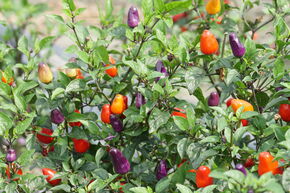 Piment Open Sky� 'Happy Kunterbunt'