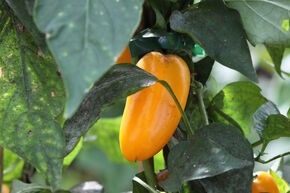 Poivron de plein champ OpenSky� 'Yellow Snack'