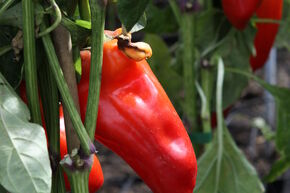 Poivron de plein champ OpenSky� 'Speedy Helvetia'
