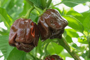 OpenSky� Chili 'Scotch Bonnet Chocolate'