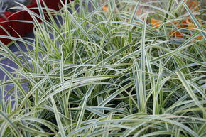 La�che du Japon vanill�e 'Vanilla Ice'