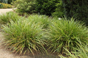 La�che du Japon 'Variegata'