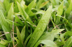 La�che � feuilles larges