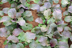 Chou d'Abyssinie Carina BIO