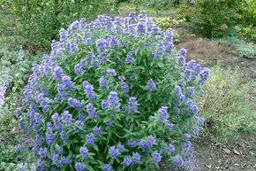 Barbe-bleue 'Blue Balloon' 