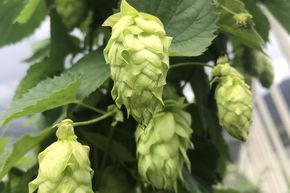 Plant de houblon 'Cascade'