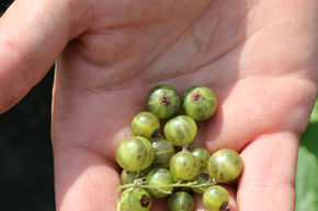 Cassissier Cassissima� Greenlife