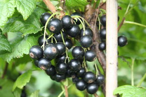 Cassissier Cassissima� Nimue�