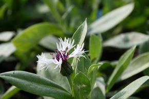 Bleuet des montagnes 'Amethyst in Snow'