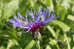 Bleuet des Montagnes