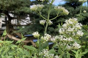 Val�riane des murs blanche 'Albus'