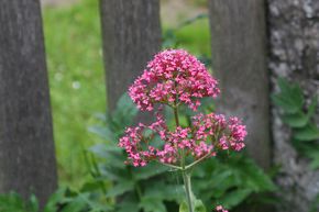 Val�riane rouge 'Coccineus'