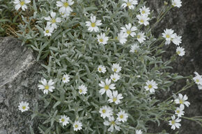 C�rastium en tapis 'Silberteppich'