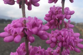 Arbre de Jud�e canadien