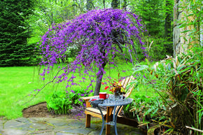 Arbre de Jud�e canadien 'Lavender Twist'