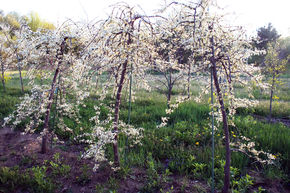 Arbre de Jud�e canadien 'Vanilla Twist'