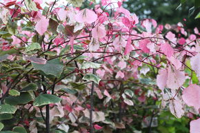 Arbre de Jud�e canadien 'Carolina Sweetheart'