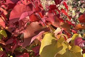 Arbre de Jud�e canadien 'Eternal Flame'