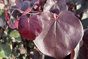 Arbre de Jud�e canadien 'Merlot' -