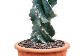 Cactus spirale 'Spiralis'