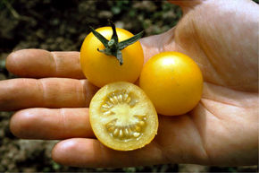 Tomate cocktail Cerise jaune BIO