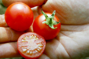 Tomate cocktail Cerise rouge BIO
