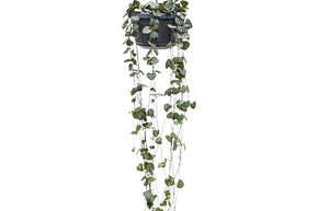 Ceropegia woodii