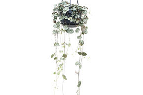 Cha�ne des c&oelig;urs 'Variegata'