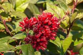 Cestrum, cestreau �l�gant