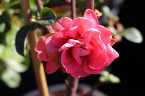 Coing d'ornement chinois 'Pink Storm�'